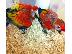 PoulaTo: Beautiful Babies macaw parrot